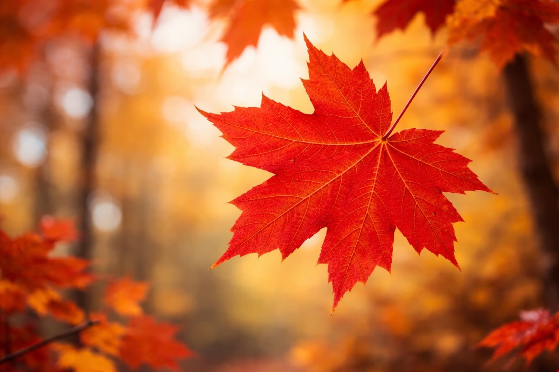 Voiture export algérie