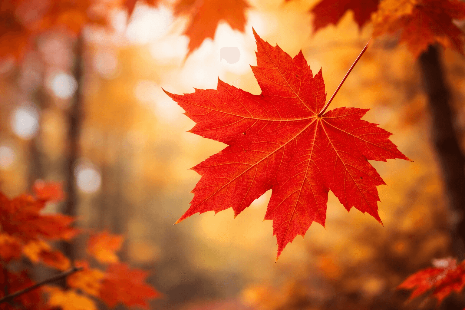 Voiture export algérie